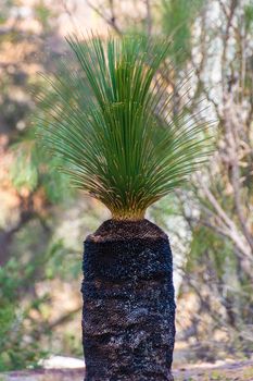 Avon Valley National Park grass tree burned stem in West Australia
