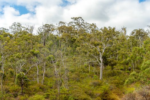 Avon Valley National Park old Australian forrest close to Perth West Australia