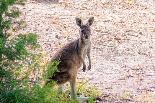 Avon Valley National Park wild Kangaroo in West Australia