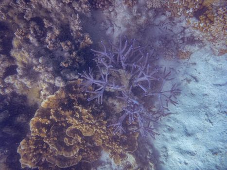 Blue spiky coral at Ningaloo Reef Coral Bay Australia