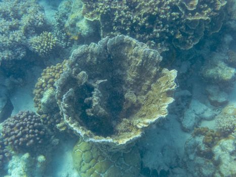 Coral growing like a bowl at Ningaloo Reef close to Coral Bay Australia
