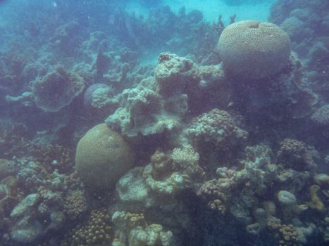 Coral bleaching at Ningaloo Reef Coral Bay Australia