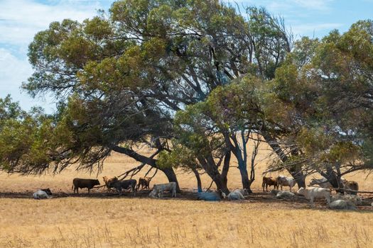 Cows gathering under wind maltreated trees to protect against the hot Australian sun