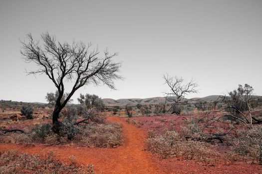 Dead tree and red sand at Karijini National Park close to Dales Gorge in artistic color grade