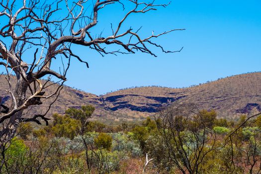 Dry tree in front of bush landscape and hills at Karijini National Park close to Dales Gorge Australia