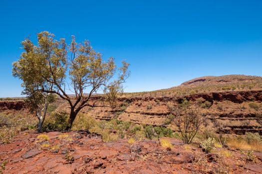 Eucalyptus tree in dry desert at the edge of Dales Gorge Karijini National Park Australia