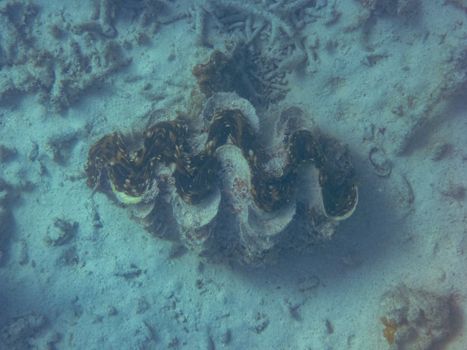 Giant clam big sea shell at Ningaloo Reef Coral Bay Australia