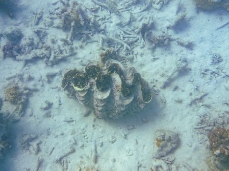Giant clam huge sea shell at Ningaloo Reef Coral Bay Australia