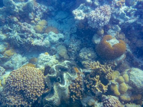Giant clam big sea shell between corals at Ningaloo Reef close to Coral Bay Australia