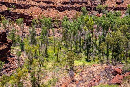 Green eucalyptus trees down in Dales Gorge at Karijini National Park Australia