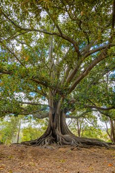 Huge and old gum tree in the west of Australia