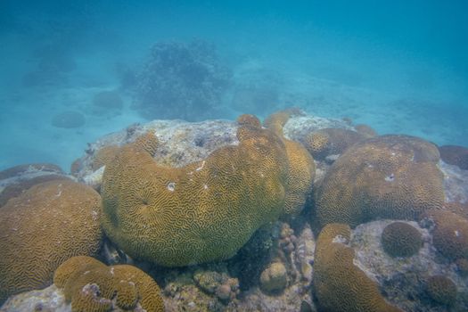Ningaloo reef corals at marine life at Coral Bay in Western Australia