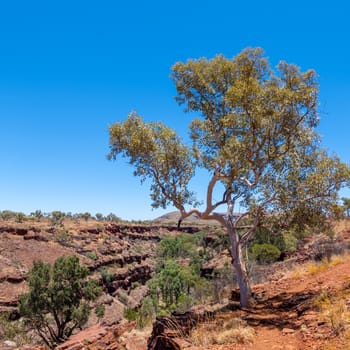 Old eucalyptus tree at the edge of Dales Gorge Karijini National Park Australia