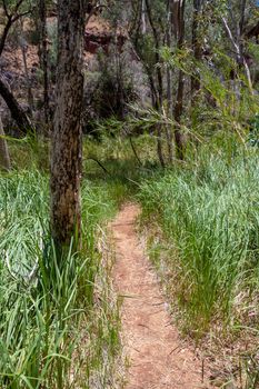 Path through grass and eucalyptus trees at the bottom of Dales Gorge at Karijini National Park Australia