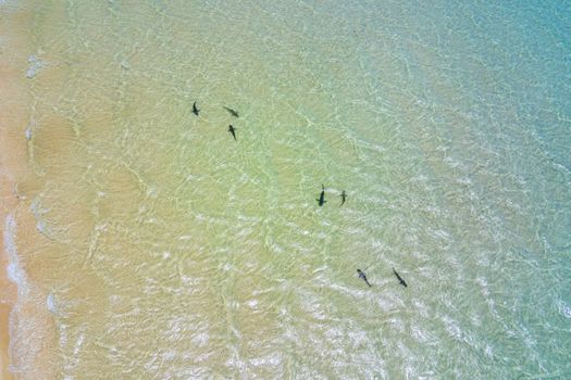 Reef sharks breeding grounds at Ningaloo Reef Coral Bay Australia