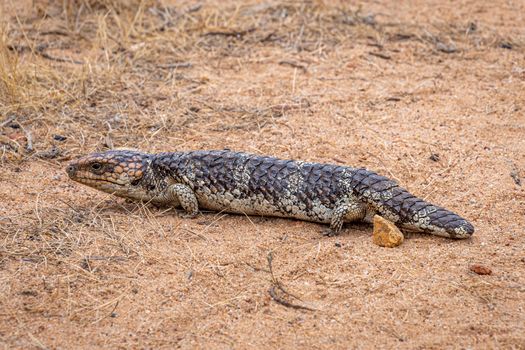 Shingleback Sleepy Lizard in John Forest National Park in Western Australia