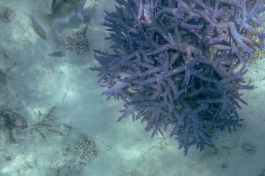 Spiky coral at Ningaloo reef corals at marine life at Coral Bay in Western Australia