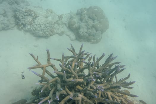 Spik forming coral at Ningaloo reef corals at marine life at Coral Bay in Western Australia