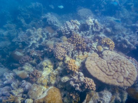 Spongy corals in different variations at Ningaloo Reef Coral Bay Australia