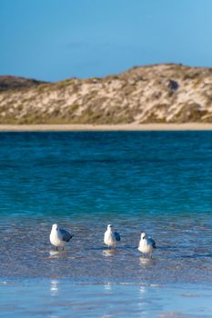 Three seagulls in shallow water in front of sand dunes of Coral Bay while sunset