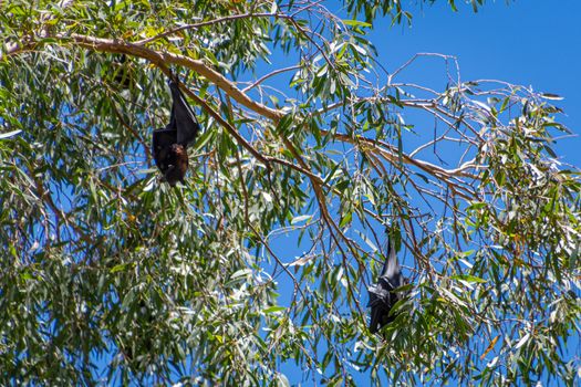 Two flying foxes megabats sleeping in eucalyptus tree at Karijini National Park Australia