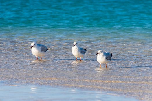 Three seagulls standing in shallow sea water at Coral Bay while sunset