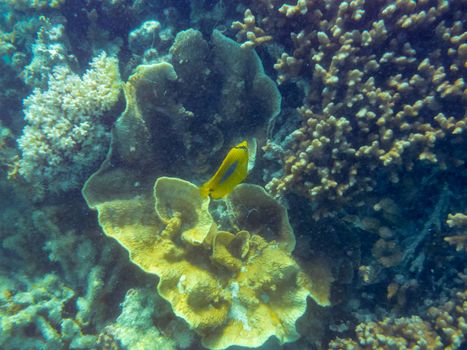 Tropical coral reef at Ningaloo Reef close to Coral Bay Australia