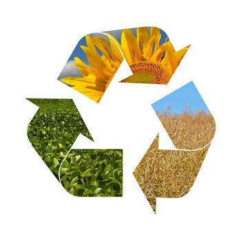 Illustration recycling symbol of agriculture crop, sunflower, soya, rapeseed, isolated on white background