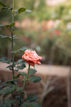 Roses in the garden, Roses are beautiful with a beautiful sunny day.