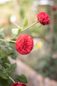 Roses in the garden, Roses are beautiful with a beautiful sunny day.