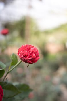 Roses in the garden, Roses are beautiful with a beautiful sunny day.