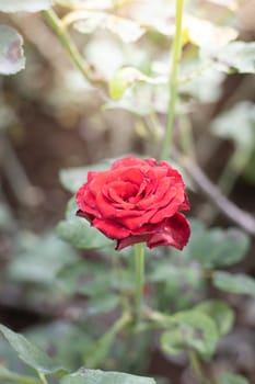 Roses in the garden, Roses are beautiful with a beautiful sunny day.