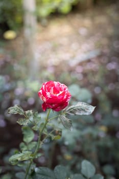 Roses in the garden, Roses are beautiful with a beautiful sunny day.