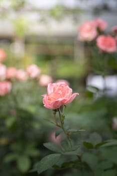 Roses in the garden, Roses are beautiful with a beautiful sunny day.