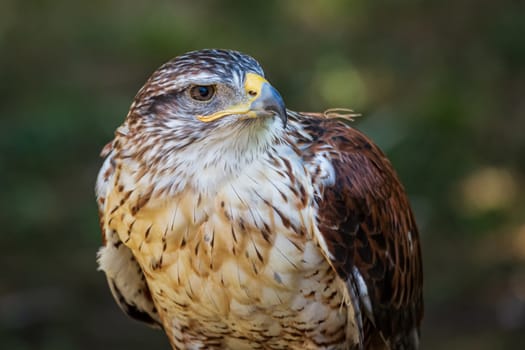 Ferruginous hawk or Butea regalis in side angle view. Portrait. Oregon, USA