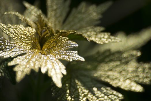 Gold leaf on dark background. Design element