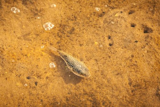Spotted fish swimming in the shallows
