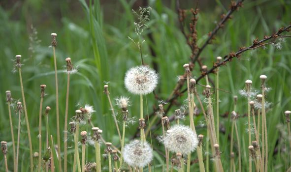 Three blossoming white dandelions on a field background, picture with blurred background.