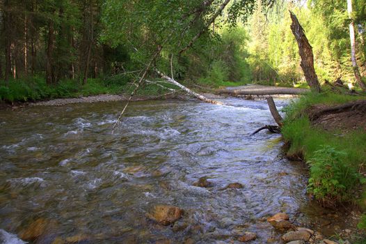 The rapid flow of a mountain river flowing through the forest. Sema River, Altai, Siberia, Russia.