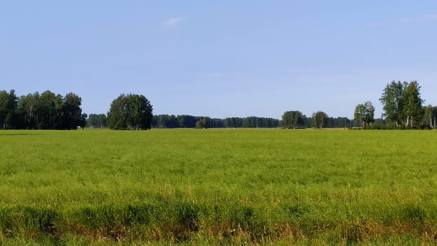 Summer countryside landscape, green grass fields at the edge of the forest.