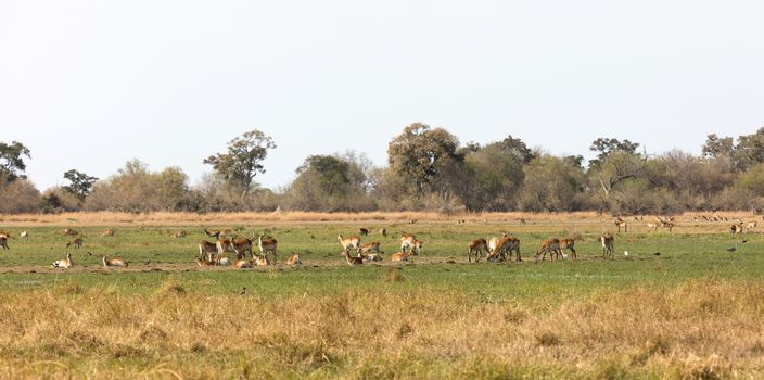 Large group of different animals close to a waterhole, Botswana