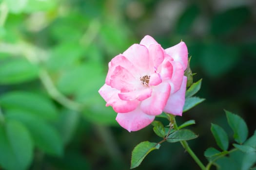 Roses in the garden, Roses are beautiful with a beautiful sunny day.