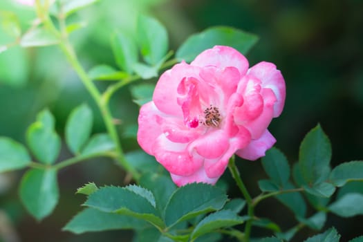 Roses in the garden, Roses are beautiful with a beautiful sunny day.