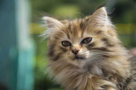 small, cute, beautiful, fluffy kitten close-up in daylight