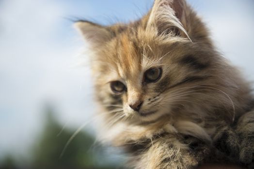 small, cute, beautiful, fluffy kitten close-up in daylight