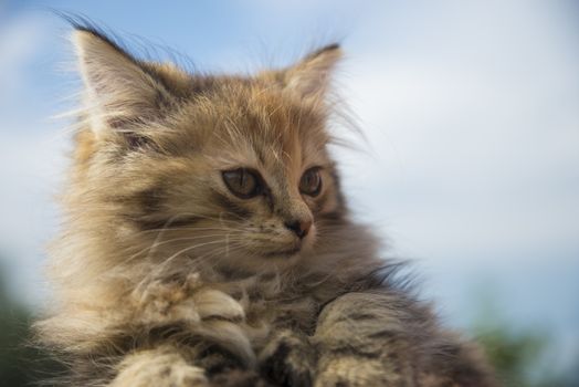 small, cute, beautiful, fluffy kitten close-up in daylight