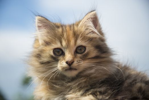 small, cute, beautiful, fluffy kitten close-up in daylight