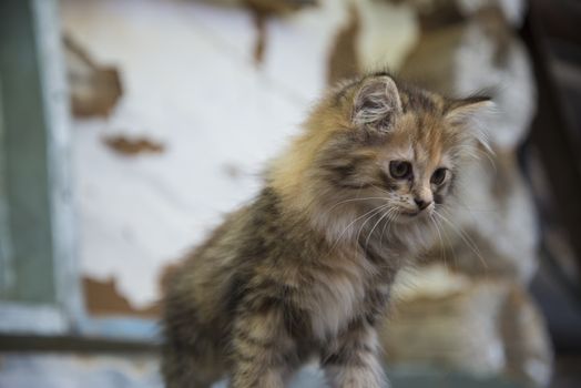 small, cute, beautiful, fluffy kitten close-up in daylight