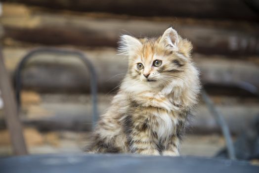 small, cute, beautiful, fluffy kitten close-up in daylight