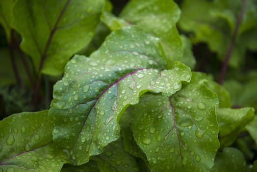 Green leaf with water drops for background